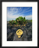 An Toilet on a Black Sand Beach with Cacti
