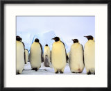 Emperor Penguins  Atka Bay  Weddell Sea  Antarctic Peninsula  Antarctica
