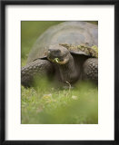A Giant Galapagos Tortoise Chewing on Vegetation