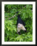 White Throated Capuchin Monkey Hanging from a Branch  Panama City  Panama