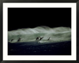 Bottlenose Dolphins  Jumping  South Africa
