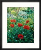 Papaver Orientale  Alchemilla Mollis Aquilegia  Ranunculus Arvensis Cae Hir  Wales