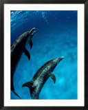 Atlantic Spotted Dolphin  Bimini  Bahamas