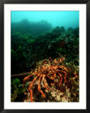 Red Crayfish  New Zealand