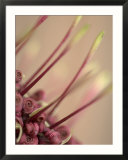 Rewarewa Tree  Close up of Flower  New Zealand