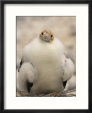A Juvenile Great Frigatebird  Fregata Minor