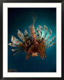 Lionfish  from Behind  New Caledonia