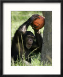A Young Chimpanzee Attempts to Crack a Coconut Colored Orange to Look Like a Pumpkin
