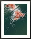 Jellyfish  New Zealand