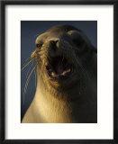 Portrait of a Galapagos Sea Lion with Open Mouth and Lots of Whiskers
