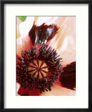 Papaver Orientale "Mrs Perry " (Oriental Poppy)  Pale Salmon Pink Flower with Deep Maroon Markings