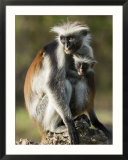Zanzibar Red Colobus  Female with Infant  Zanzibar
