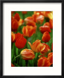 Raindrops on Tulips  Desconso Gardens  Los Angeles  California
