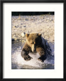 Alaskan Brown Bear  Large Male Catching Salmon in Water  Alaska