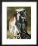 Zanzibar Red Colobus  Female with Infant  Zanzibar
