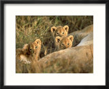 Trio of Six Week Old Lion Cubs Looking Over Sleeping Mother  Masai Mara National Reserve Kenya