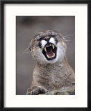 Mountain Lion  Portrait of Snarling Adult