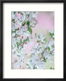 Weeping Cherry Tree  Blossoms Louisville  Kentucky