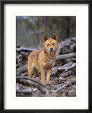 Dingo  Canis Familiaris Australia