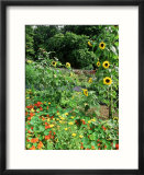 Tropaeolum (Nasturtium) & Helianthus (Sunflower)  Kitchen Garden Hadspen  Somerset
