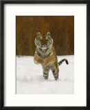 Tiger Adult Running Through Snow  Winter
