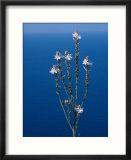 Hollow-Stemmed Asphodel  Cyprus