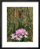Crocus  Flowers