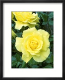 Rosa Golden Showers (Climbing Rose)  Yellow Flower
