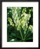Pieris Japonica  Debutante (Lily of the Valley Shrub)  Small White Flowers on Green Stems