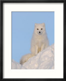 Arctic Fox  Near Churchill  Canada