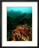 Red Crayfish  New Zealand