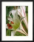 Lilium Formosanum (Lily)  Close-up of Flower