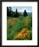 Poppies on Hillside with Mount Hood Near Hood River  Oregon
