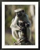 Zanzibar Red Colobus  Female with Infant  Zanzibar