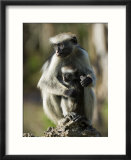 Zanzibar Red Colobus  Female with Infant  Zanzibar