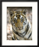 Bengal Tiger  Close-up Portrait of Female Tiger  Madhya Pradesh  India