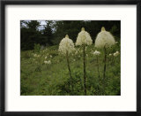 Bear Grass Flowers  Mount Hood National Forest  Oregon