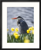 Grey Heron in Daffodils  London  UK