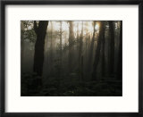 Mt Hood National Forest near Larch Mountain in the Early Morning  Oregon