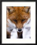 Red Fox  Portrait of Face  Lancashire  UK
