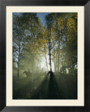 Horseback Riders in Morning Haze of Aspen Forest  Zion National Park  Utah