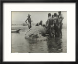 Natives During the Capture of a Hippopotamus