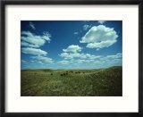 Small Herd of Bison Graze Native Grasses on a Nebraska Prairie