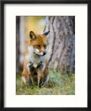 Red Fox  Sitting in Grass Next to Pine Tree  Lancashire  UK