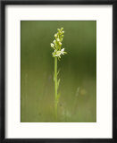 Lesser Butterfly Orchid in Grassland  Oxfordshire  UK
