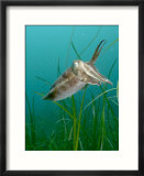Cuttlefish  Mounts Bay  UK