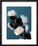 Whip Coral Anemones  Komodo  Indonesia