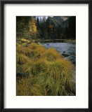 Grasses Along Merced River in Autumn in Yosemite National Park  California