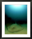 Long-Tailed Stingray  Resting on Sand  New Zealand