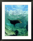 Californian Sea Lion  Sea of Cortez  Mexico